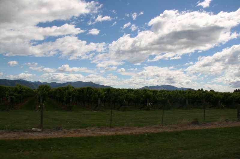 Nieuw-Zeeland 2011 - 1065